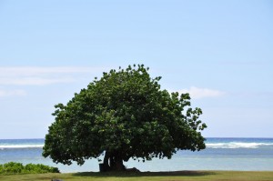 tree-by-the-ocean